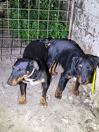 Cuccioli Jagd Terrier