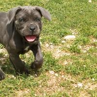 Cane corso cuccioli