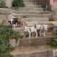 Pit bull ukc black nose red nose