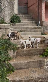 Pit bull ukc black nose red nose