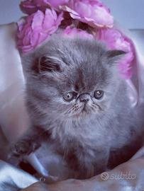 Cuccioli di Gatto Persiano