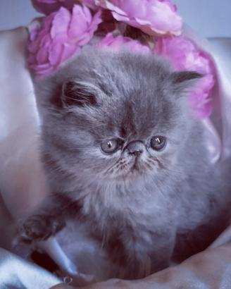 Cuccioli di Gatto Persiano