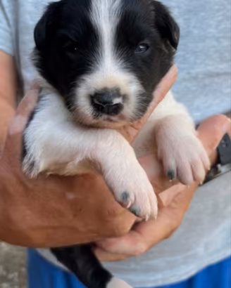 Cuccioli Border Collie con pedigree
