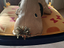 Immagine 4