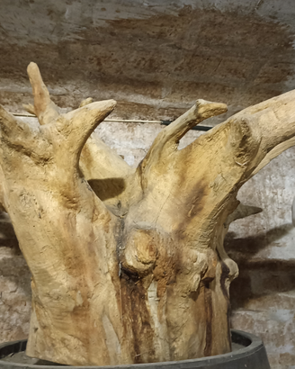 Radice di albero
