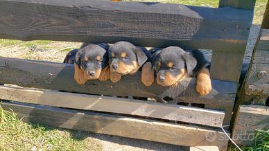 Cuccioli di rottweiler