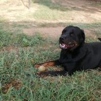 Rottweiler mix in adozione
