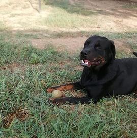 Rottweiler mix in adozione