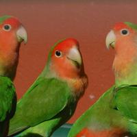 Pappagalli inseparabili