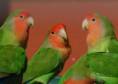 Pappagalli inseparabili