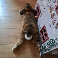 Coniglietti nano ariete