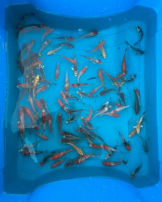Carpe Koi