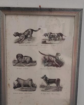 Stampa Antica Razze Canine – Quadretto