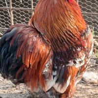 Gallo di Cocincina nana Milelfiori