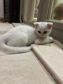 Scottish fold