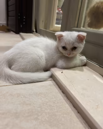 Scottish fold