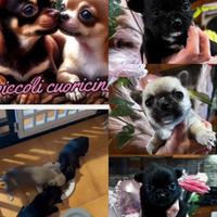 Chihuahua disponibili