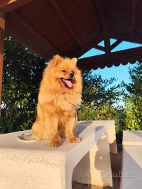 Volpina spitz