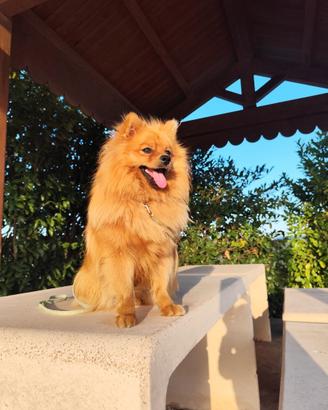 Volpina spitz