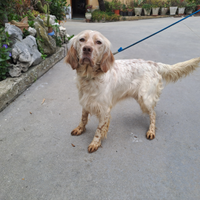 Setter inglese femmina