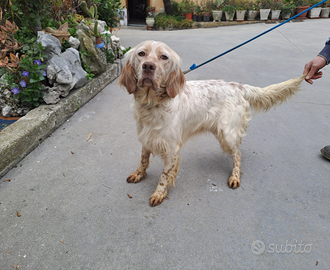 Setter inglese femmina
