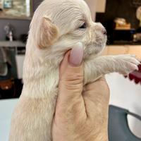 Chihuahua a pelo lungo