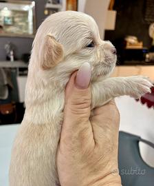 Chihuahua a pelo lungo