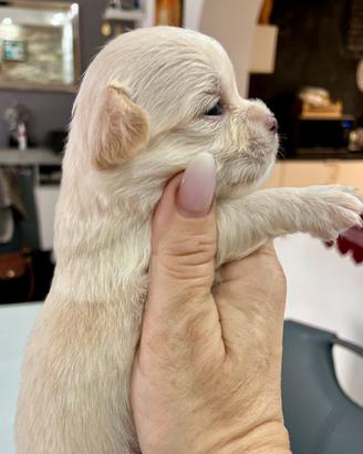 Chihuahua a pelo lungo