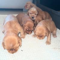 Cuccioli cocker spaniel