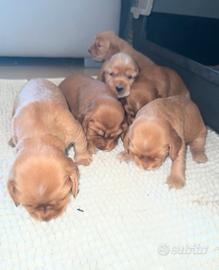Cuccioli cocker spaniel