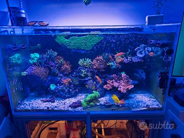 acquario marino