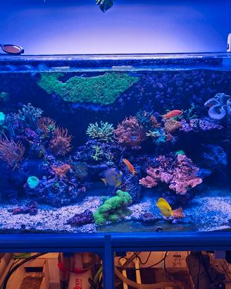 acquario marino