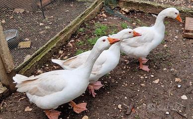 3 oche (2 maschi e 1 femmina)