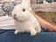 Immagine 4