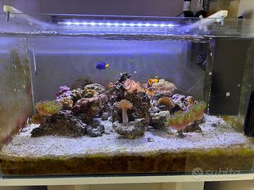 Acquario Marino Completo