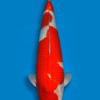 Carpa Koi Kohaku Nisai Maschio 67cm ExpoKoi