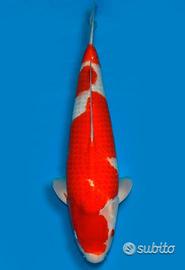 Carpa Koi Kohaku Nisai Maschio 67cm ExpoKoi
