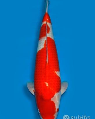 Carpa Koi Kohaku Nisai Maschio 67cm ExpoKoi