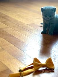 Cucciolata shorthair