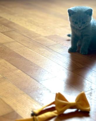 Cucciolata shorthair