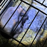 Coniglietti Nani appena nati