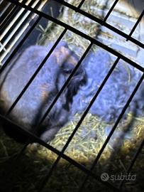 Coniglietti Nani appena nati