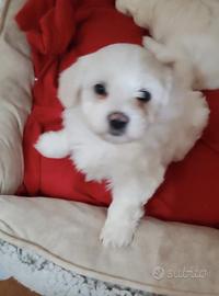 Cuccioli di maltese