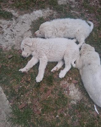 Cuccioli di cane maremmano