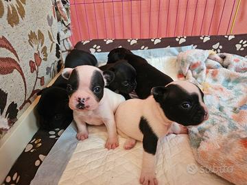 Cuccioli di bulldog francese
