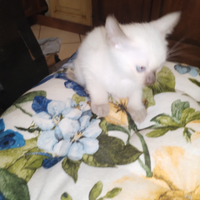 Gatti Thai / Siamesi Old Style