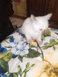 Gatti Thai / Siamesi Old Style