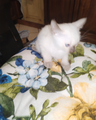 Gatti Thai / Siamesi Old Style