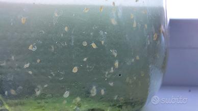Starter colture dafnie Daphnia magna