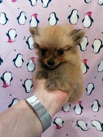 Volpino cucciola piccolissimo